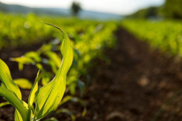 Como o novo código florestal impacta a indústria de colheita e movimentação?