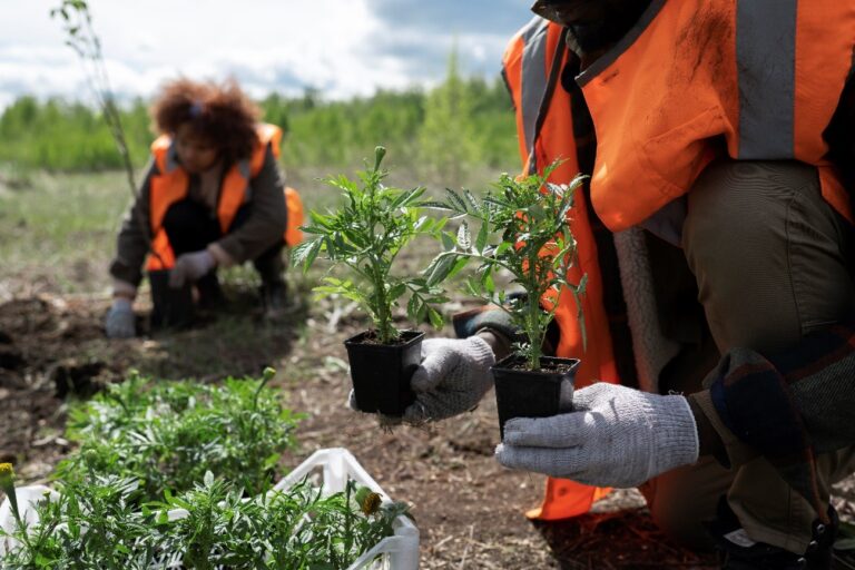 Replantio florestal: passo a passo para uma operação sustentável