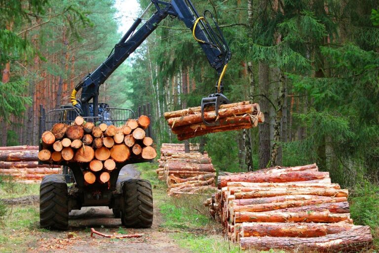 Tipos de colheita florestal: conheça os principais métodos